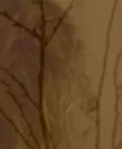 SANS MARIE MADELEINE